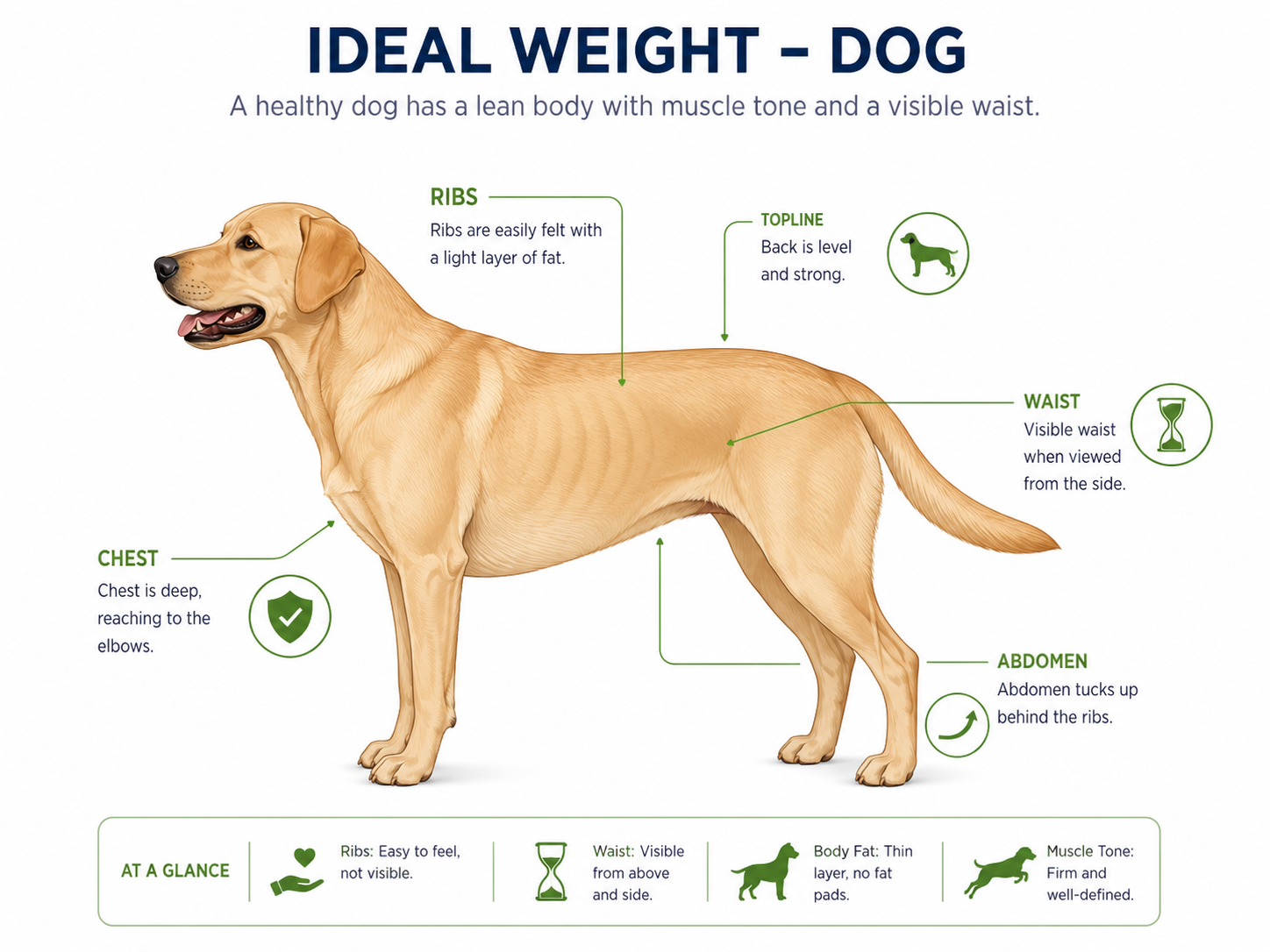 Dog body condition score — underweight to obese